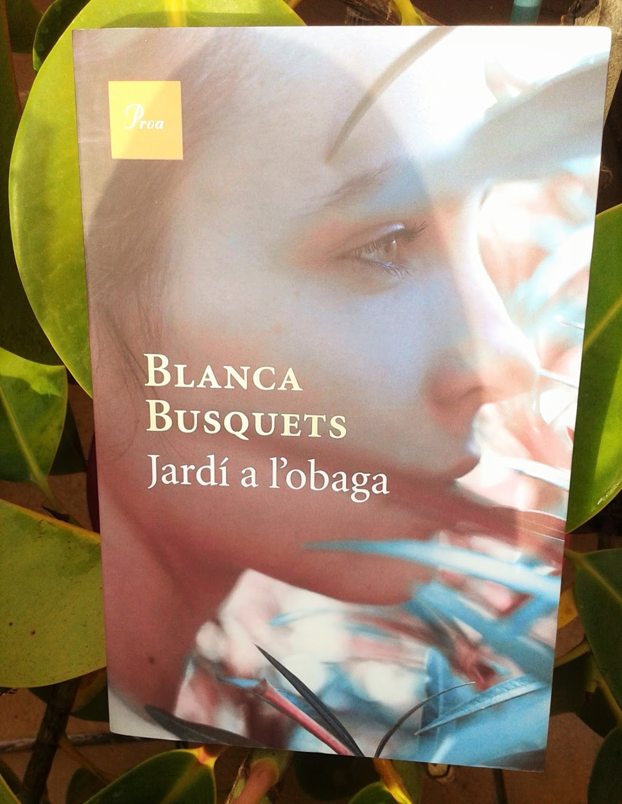 Jardí a l'obaga