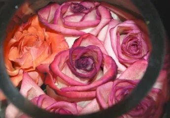 Viatges i flors